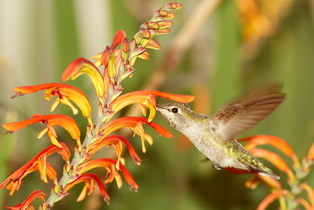 Самка колибри вида калипта Анны (фото Matthew Field/Wikimedia Commons). 