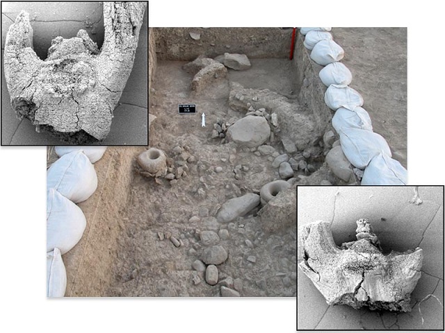 Во время раскопок в Чоха Голан в Иране были обнаружены образцы дикой (вверху слева) и одомашненной (внизу справа) пшеницы (фото Simone Riehl/University of Tubingen).
