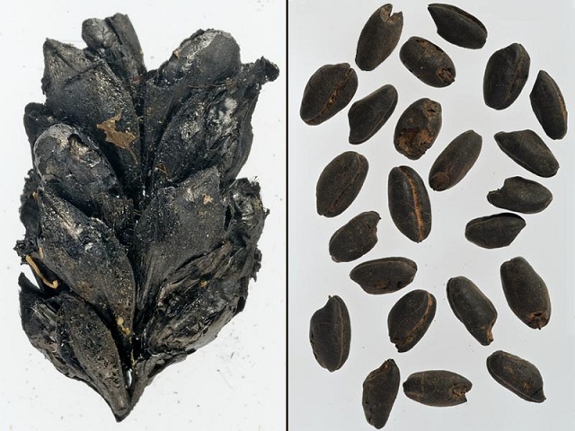 Образцы ячменя (слева) и пшеницы (справа) возрастом более 7 тысяч лет содержат повышенную концентрацию азота-15 (фото Amy Bogaard/University of Oxford).