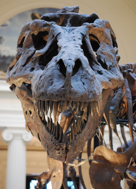 Кем же являлся тираннозавр: хищником, или падальщиком? (фото ScottRobertAnselmo / Wikimedia Commons).