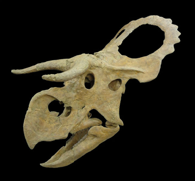 Строение черепа динозавра свидетельствует о том, что у него был огромный вытянутый нос (фото Rob Gaston). 