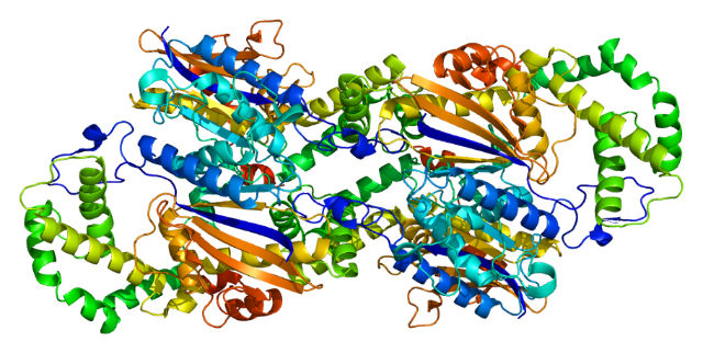 Схематическое изображение фермента адренокортикотропный полипептид (иллюстрация PDBbot/Wikimedia Commons). 