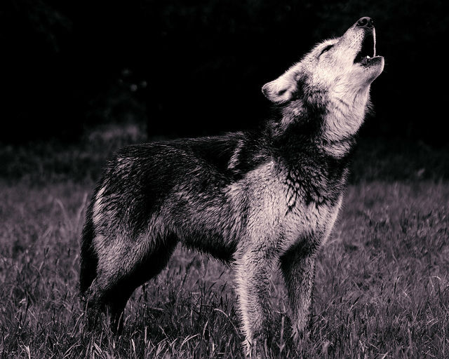 Для тестирования своей компьютерной программы исследователи взяли записи воя десяти восточных серых волков (фото Jeremy Weber/Flickr). 