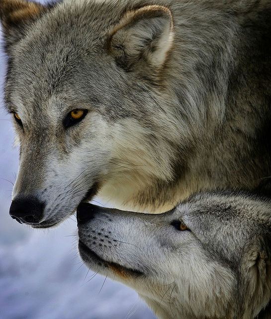 У каждого волка уникальный голос (фото Matt/Flickr). 