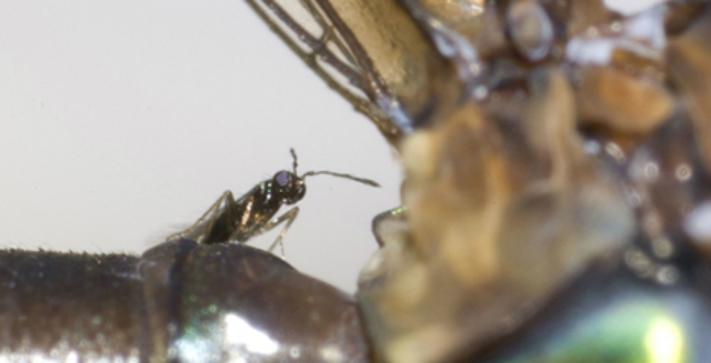 Особь вида Hydrophylita emporos на брюшке стрекозы (фото Yuan Tung Shih/NHM).