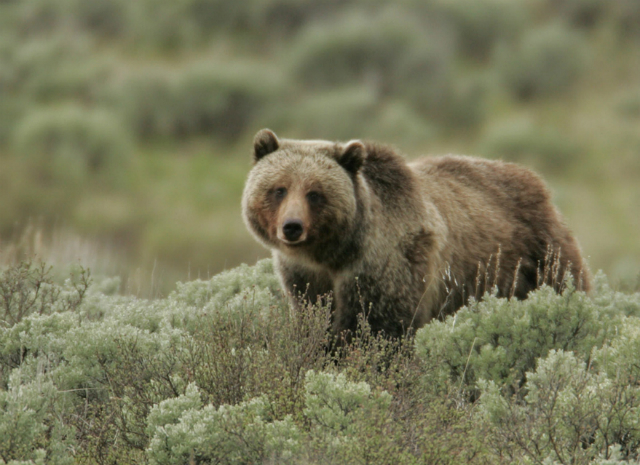 Здоровье медведей-гризли в Национальном парке Йеллоустон зависит не только от обилия ягод, но и от урожая кедровых орехов (фото Yellowstone National Park).