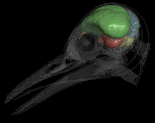 Череп дятла вида золотолобый меланерпес. Мозговой ствол выделен жёлтым цветом, мозжечок — синим, четверохолмие — красным, конечный мозг — зелёным, обонятельные луковицы — оранжевым (иллюстрация A. Balanoff/AMNH).
