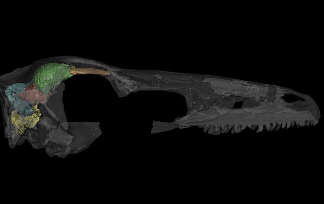 Череп динозавра занабазара. Мозговой ствол обозначен жёлтым цветом, мозжечок — синим, четверохолмие — красным, конечный мозг — зелёным, обонятельные луковицы — оранжевым (иллюстрация A. Balanoff/AMNH).