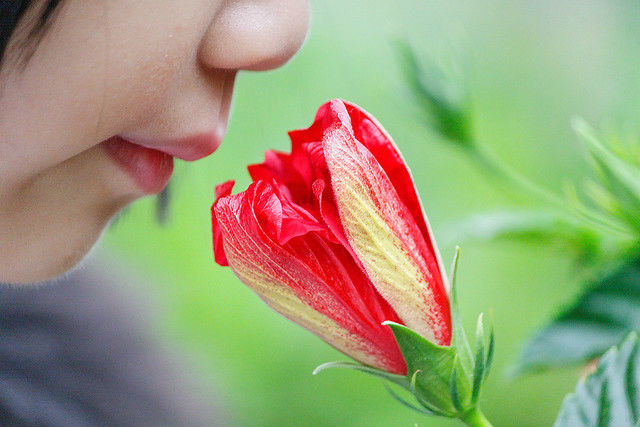 Любовь или неприязнь к некоторым запахам обусловлена нашей чувствительностью или нечувствительностью к некоторым его составляющим (фото Dennis Wong/Flickr). 