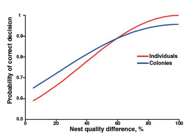 Соотношение правильности выбора колонии и индивидуума. Колонии выбирают лучше, когда разница между гнёздами небольшая, но когда разница значительна, выбор индивидуума более точен (иллюстрация PNAS).