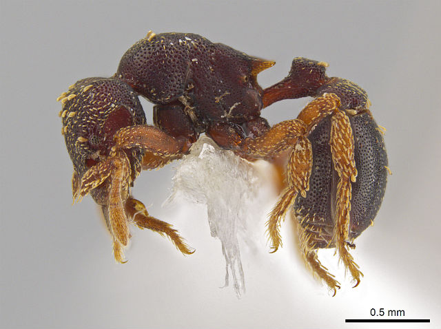 Каждый демонический муравей был в длину не более 2,5 миллиметров — размером с рисовое зёрнышко. Масштабная линейка — 0,5 миллиметра (фото John T. Longino, University of Utah). 
