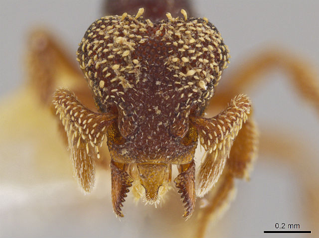 Муравей вида Eurhopalothrix semicapillum, в переводе с латыни "наполовину волосатый". Масштабная линейка — 0,2 миллиметра (фото John T. Longino, University of Utah). 
