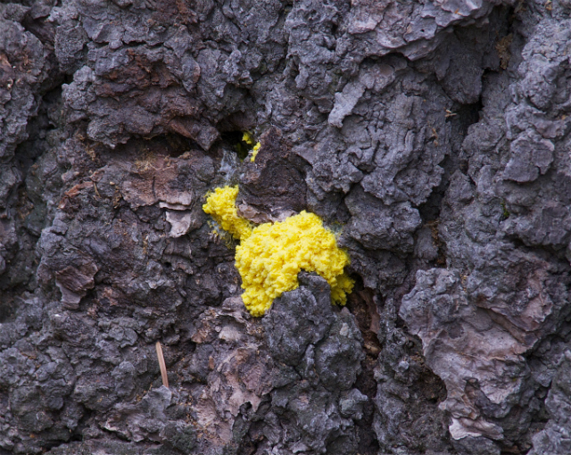 Жёлтый слизевик вида Physarum polycephalum давно привлекает внимание учёных (фото Jerry Kikhart/flickr).