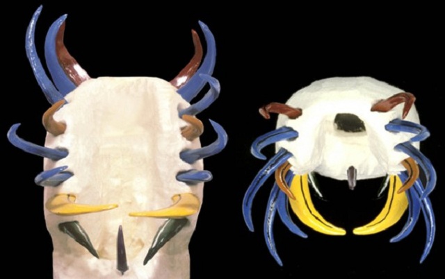 Зубы, показанные синим и коричневым цветом, использовались для удержания добычи, а чёрным и жёлтым кололи и резали жертву конодонта (иллюстрация Ivan Sansom/University of Birmingham).