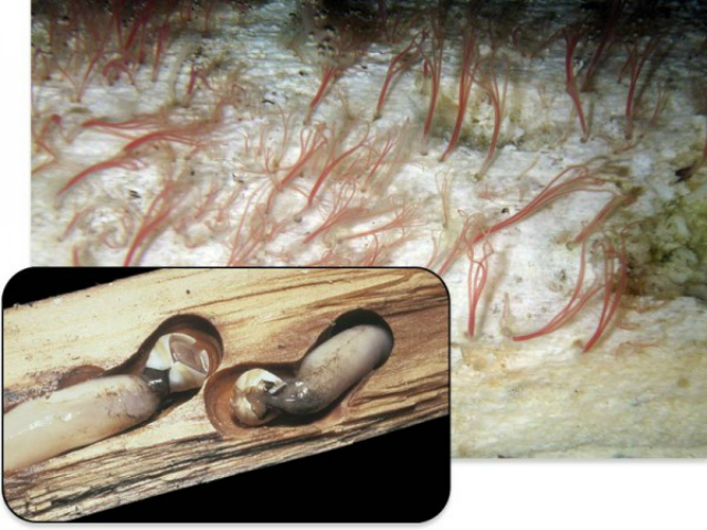 Обнаруженные в Антарктике черви поедают кости, а не древесину  (фото Thomas Dahlgren, врезка William Jorgensen/Visuals Unlimited).