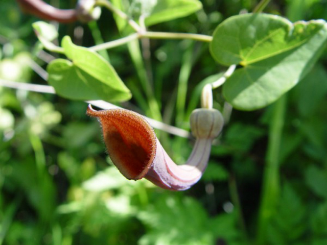 Растение кирказон (род Aristolochia), листья которого используются в биодобавках, вызывающих онкологические заболевания (фото Carsten Niehaus/Creative Commons).