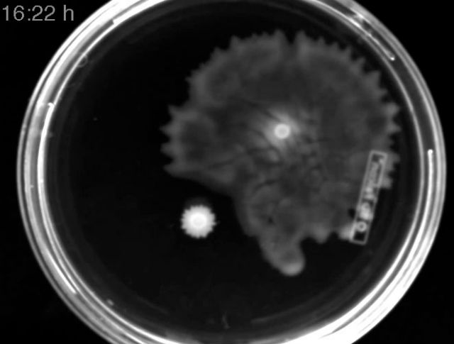 Каждой колонии бактерий давалось 24 часа на "эволюцию" (фото Cell Reports, van Ditmarsch et al.). 