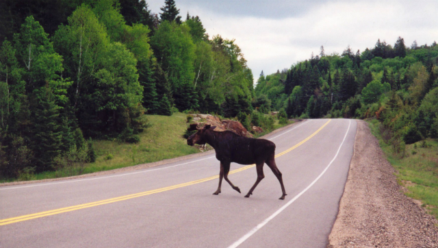 В Канаде тысячи автомобилистов ежегодно попадают в ДТП с участием лосей (фото Henry Burrows/Flickr). 