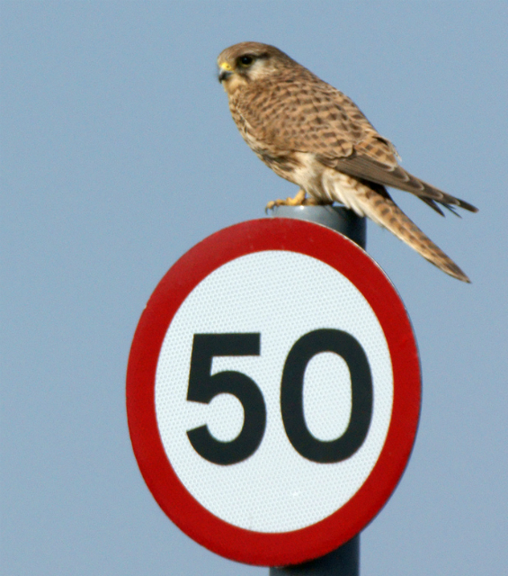 Со стороны кажется, что птицы умеют читать знаки ограничения скоростей, но это не совсем так (фото Gidzy/Flickr).