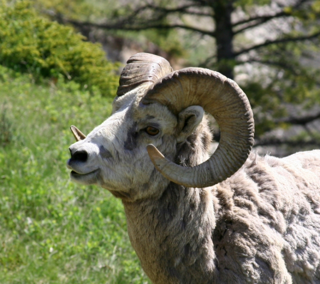 Рога – важный фактор естественного отбора для овец (фото Strange Ones/Flickr).