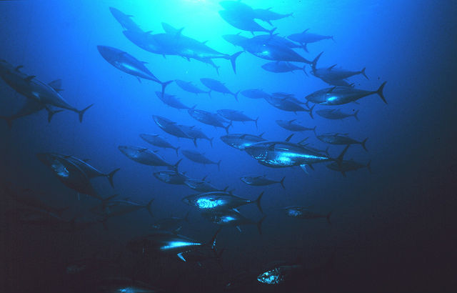 Биологи утверждают, что менее чем через сто лет многие морские животные вымрут (фото U.S. Fish and Wildlife Service Headquarters/Flickr). 