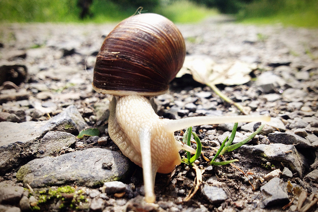 Не смотря на свою репутацию медлительного существа, улитки передвигаются относительно быстро — со скоростью один метр в час (фото Timo Mankartz/Flickr).