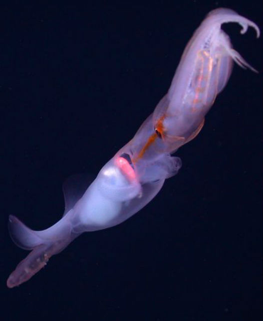 Глубоководные кальмар Grimalditeuthis bonplandi (фото Monterey Bay Aquarium Research Institute). 