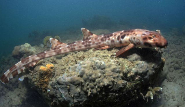Акула H. halmahera откладывает яйца под коралловыми рифами (фото Conservation International/Mark Erdmann). 