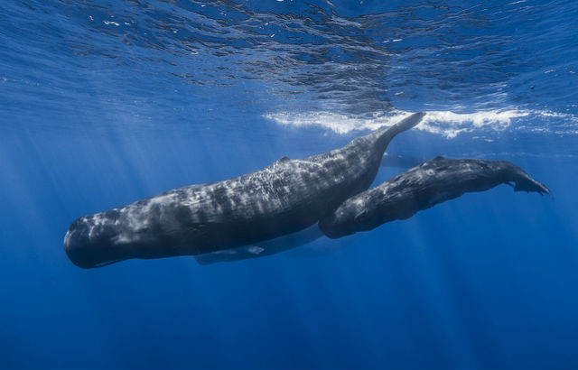 Кашалоты могут проводить до 6 часов на поверхности моря, подвергаясь воздействию солнечного ультрафиолета (фото Reunion Underwater photography Aquazimages/Flickr).