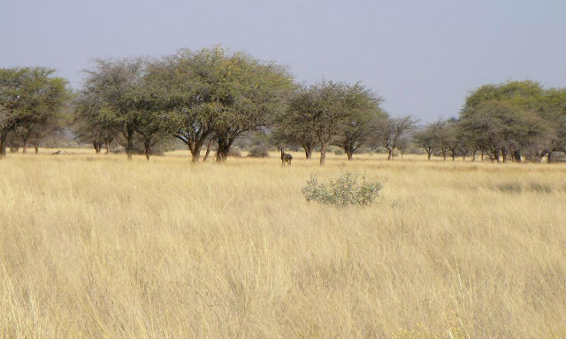 Карпозубые обитают во временных водоёмах африканских саванн (фото Wikimedia Commons). 