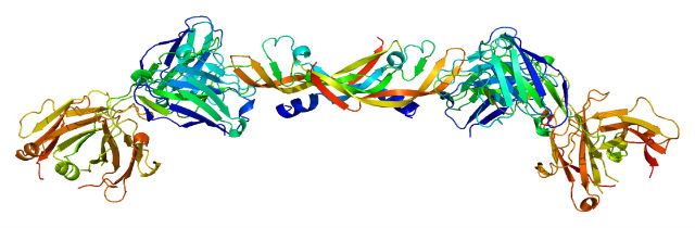 Структура белка VEGFA (иллюстрация Emw/Wikimedia Commons). 