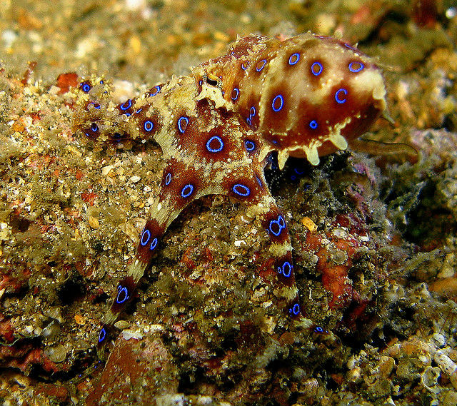 Синекольчатый осьминог — одно из самых опасных ядовитых животных в мире (фото Steve Childs/Flickr). 