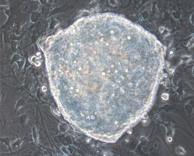 В скором времени учёные надеются научиться регенерировать целые ткани с помощью индуцированных плюрипотентных клеток, выращенных in vivo (фото Maria Abad & Lluc Mosteiro/CNIO). 