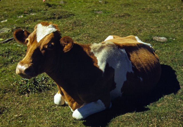 Чем дольше корова лежит на земле, тем больше вероятность того, что она скоро встанет. Чтобы сделать такой вывод, учёным понадобился ни один год (фото Wikimedia Commons). 