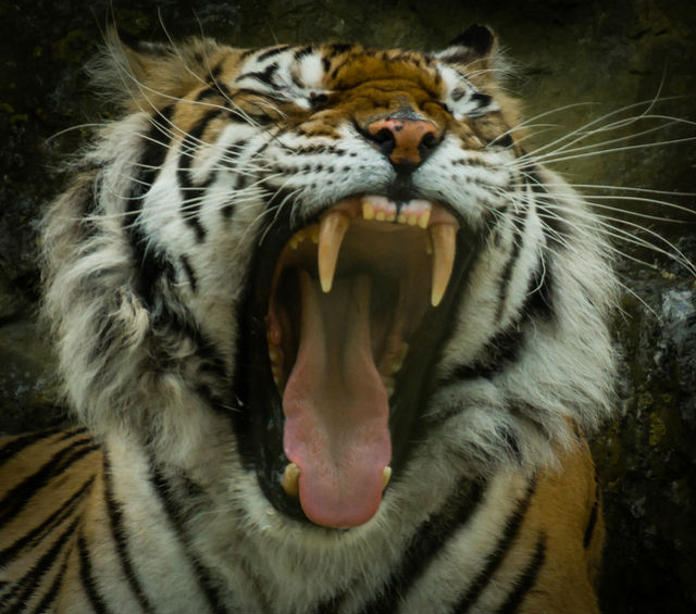 Геном амурского тигра показал, что эти огромные кошки рождены для убийства (фото Iain Wanless/Flickr). 