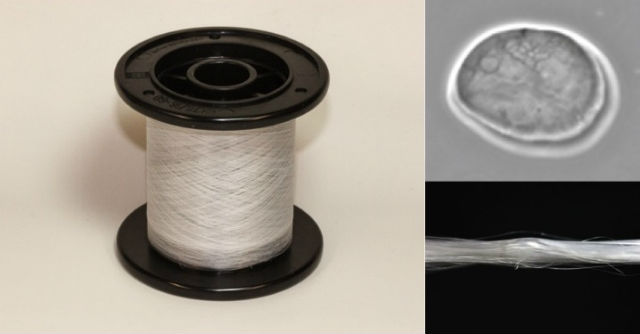 Моток нитей из искусственной паутины, нанокапсула из паучьего шёлка и микрофотография единичного волокна паутины (фото AMSilk/Thomas Scheibel). 