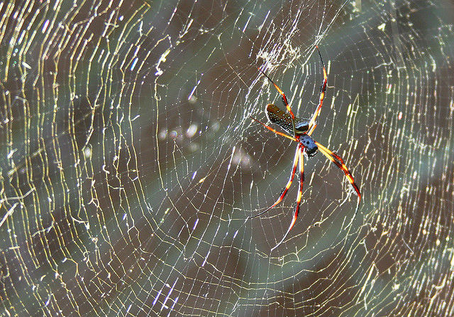 Паук вида Nephila clavipes плетёт паутину (фото L Church/Flickr). 