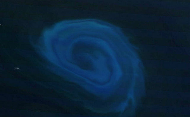 В океанические чёрные дыры зачастую затягивает и мелких обитателей морского дна (фото NASA's Earth Observatory/Flickr). 