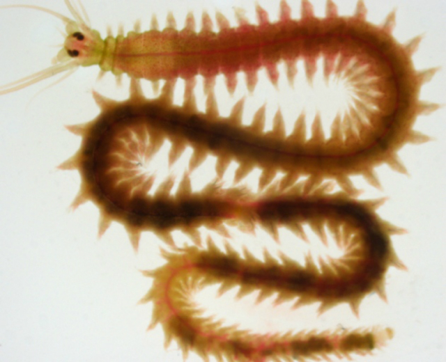 Щетинистый червь вида Platynereis dumerilii имеет биологические часы, синхронизированные с фазами Луны. Они управляются иным механизмом, нежели циркадные ритмы, синхронизированные со световым днём (фото Juliane Zantke at MFPL/ University of Vienna). 