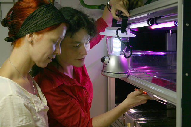 В лаборатории Тессмар-Рабле (справа) и её коллеги регулировали освещение и смогли искусственно сбить червям лунные биоритмы, что, в свою очередь, повлияло и на их суточное поведение (фото Kristin Tessmar-Raible).