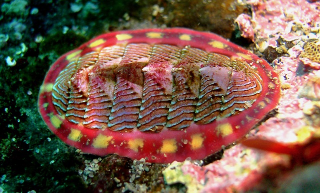 Панцирные моллюски питаются водорослями, которые богаты железом – основным компонентом магнетита (фото Taollan82/Wikimedia Commons).