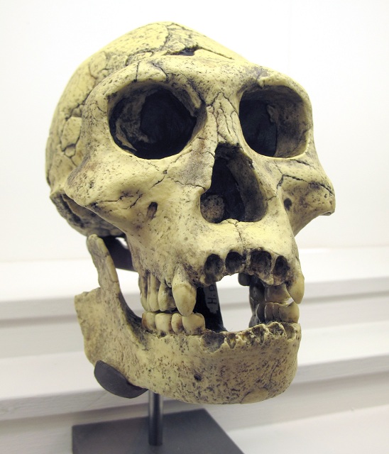 Размер мозга человека грузинского был вдвое меньше мозга современного человека (фото Rama/Wikimedia Commons).