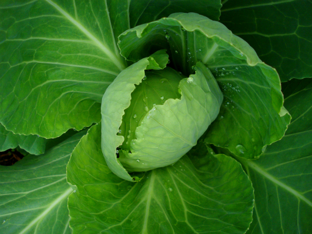 DIM (3,3 '-дииндолилметан) – вещество, получаемое из крестоцветных растений и способное защитить даже от летальных доз радиационного излучения (фото net_efekt/Flickr).