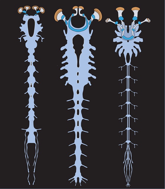 Сравнение строения нервной системы алалкоменея (слева), личинки мечехвоста (посередине) и скорпиона (справа) (иллюстрация N. Strausfeld/University of Arizona).