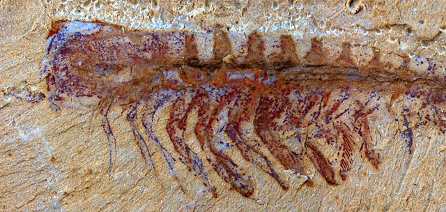 Предки насекомых, ракообразных и хелицеровых сосуществовали по меньшей мере 520 миллионов лет назад (фото N. Strausfeld/University of Arizona).