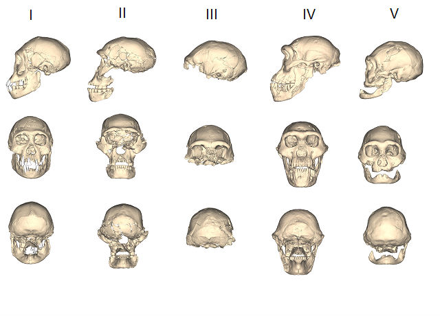 Модели черепов дманисского человека (иллюстрация Science).