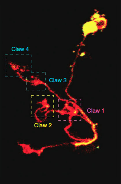 Пунктирными линиями обведены "когти" клетки Кеньона в мозге плодовой мушки дрозофилы (фото Turner Lab, Cold Spring Harbor Laboratory). 