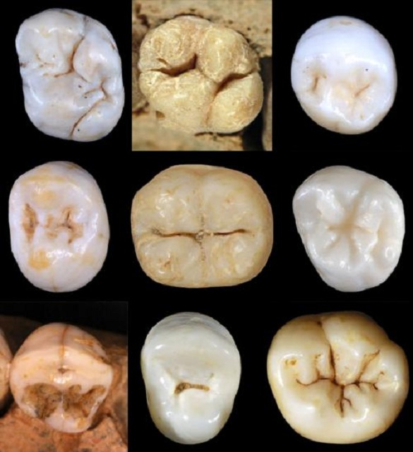 Используя морфологические особенности коренных зубов неандертальца и человека, учёные смоделировали строение зубов общего предка (фото Aida Gómez-Robles/University of George Washington).