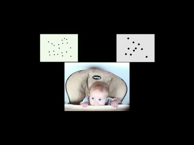 В ходе первого этапа эксперимента младенцы выбирали, какой из экранов их интересует больше: тот, где количество точек неизменно, или тот, где оно варьируется (фото Melissa Libertus).  