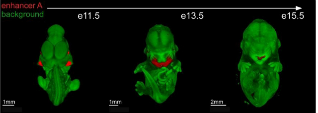 Изучение процесса развития черепно-лицевого комплекса у трансгенных мышей. Области, обозначенные красным цветом, показывают активность регуляторных элементов, влияющих на формирование лица (иллюстрация Berkeley Lab).